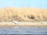 Wood Stork Hunting.jpg